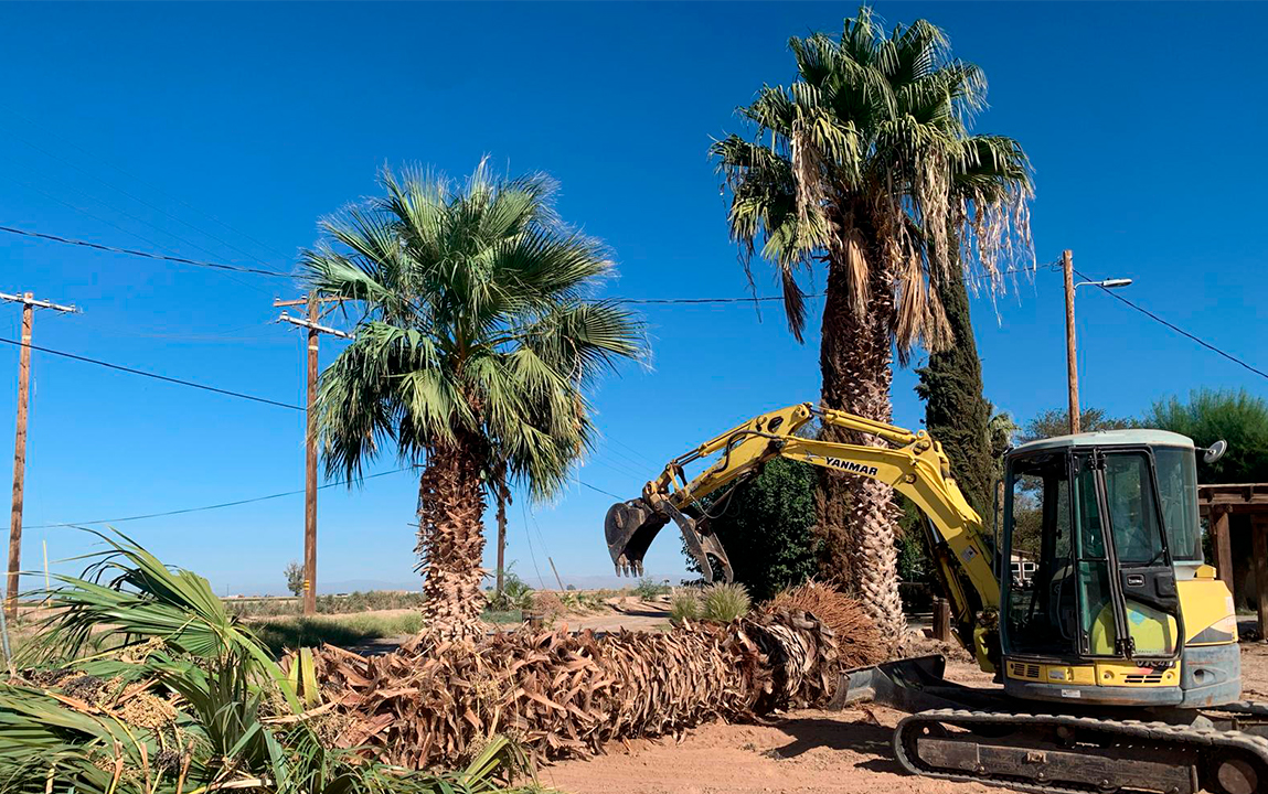 Sierra Mare Construction crew doing tree removal in El Centro, CA